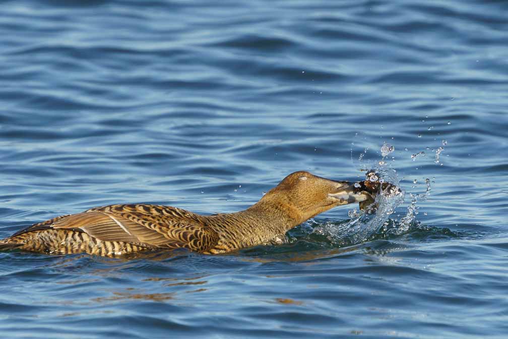 ILCE-6600  --  FE 200-600mm F5.6-6.3 G OSS -- 1/2500 sec at f / 9.0 -- ISO 1000 -- 0 EV -- 