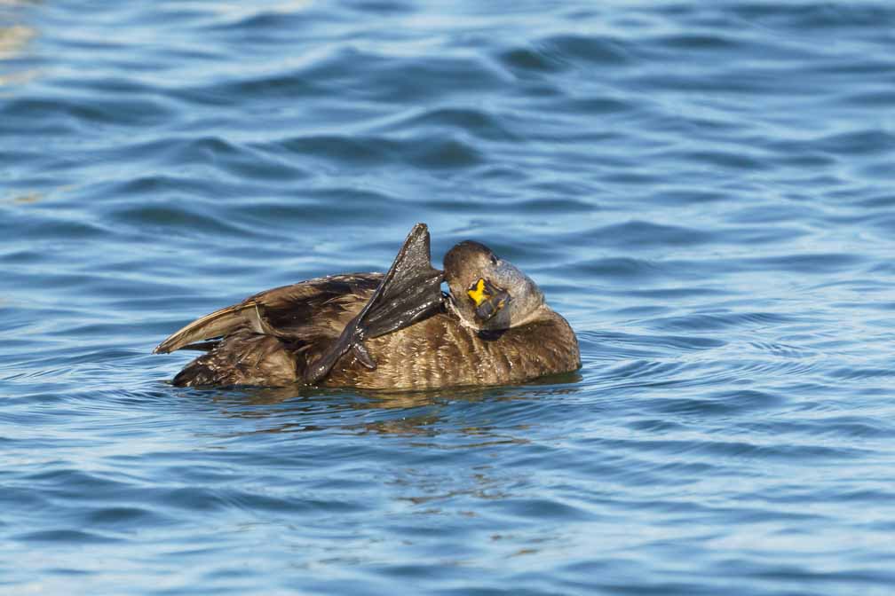 ILCE-6600  --  FE 200-600mm F5.6-6.3 G OSS -- 1/2500 sec at f / 8.0 -- ISO 1000 -- 0 EV -- 