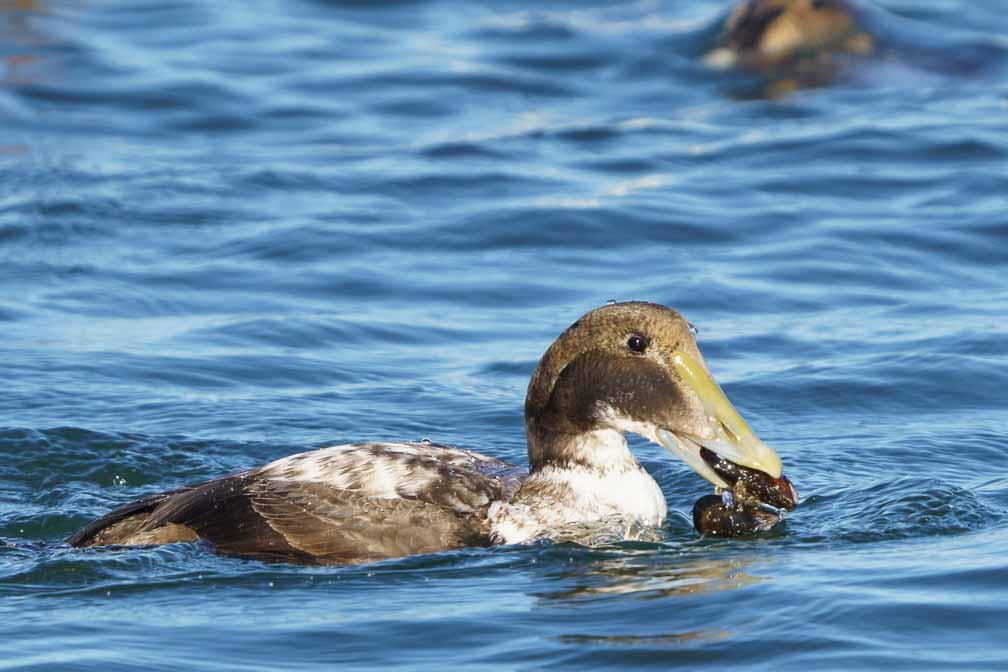 ILCE-6600  --  FE 200-600mm F5.6-6.3 G OSS -- 1/2500 sec at f / 8.0 -- ISO 1000 -- 0 EV -- 