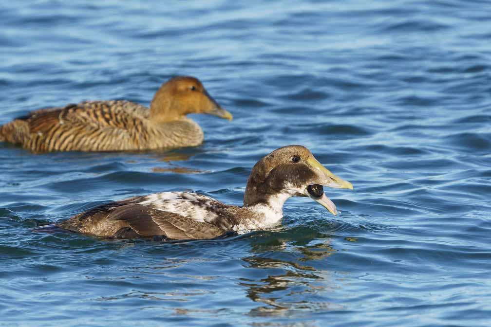 ILCE-6600  --  FE 200-600mm F5.6-6.3 G OSS -- 1/2500 sec at f / 8.0 -- ISO 1000 -- 0 EV -- 