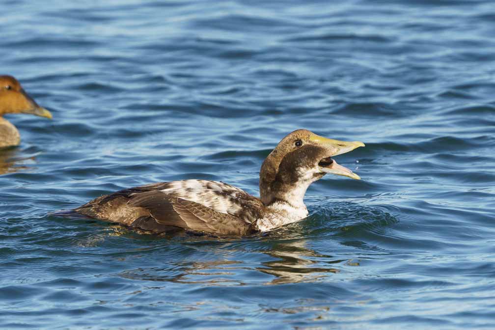 ILCE-6600  --  FE 200-600mm F5.6-6.3 G OSS -- 1/2500 sec at f / 8.0 -- ISO 1000 -- 0 EV -- 