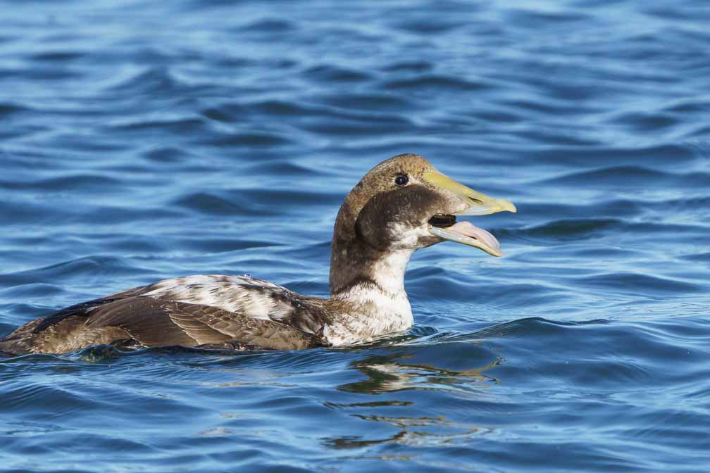 ILCE-6600  --  FE 200-600mm F5.6-6.3 G OSS -- 1/2500 sec at f / 8.0 -- ISO 1000 -- 0 EV -- 