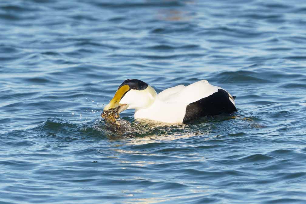 ILCE-6600  --  FE 200-600mm F5.6-6.3 G OSS -- 1/2500 sec at f / 9.0 -- ISO 1000 -- 0 EV -- 