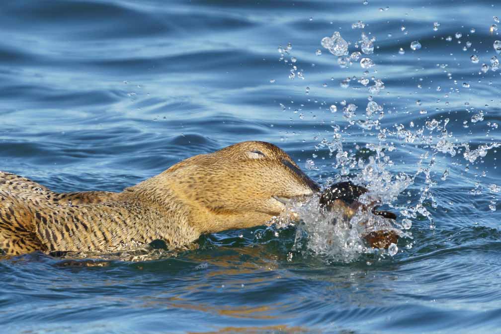 ILCE-6600  --  FE 200-600mm F5.6-6.3 G OSS -- 1/2500 sec at f / 8.0 -- ISO 1000 -- 0 EV -- 