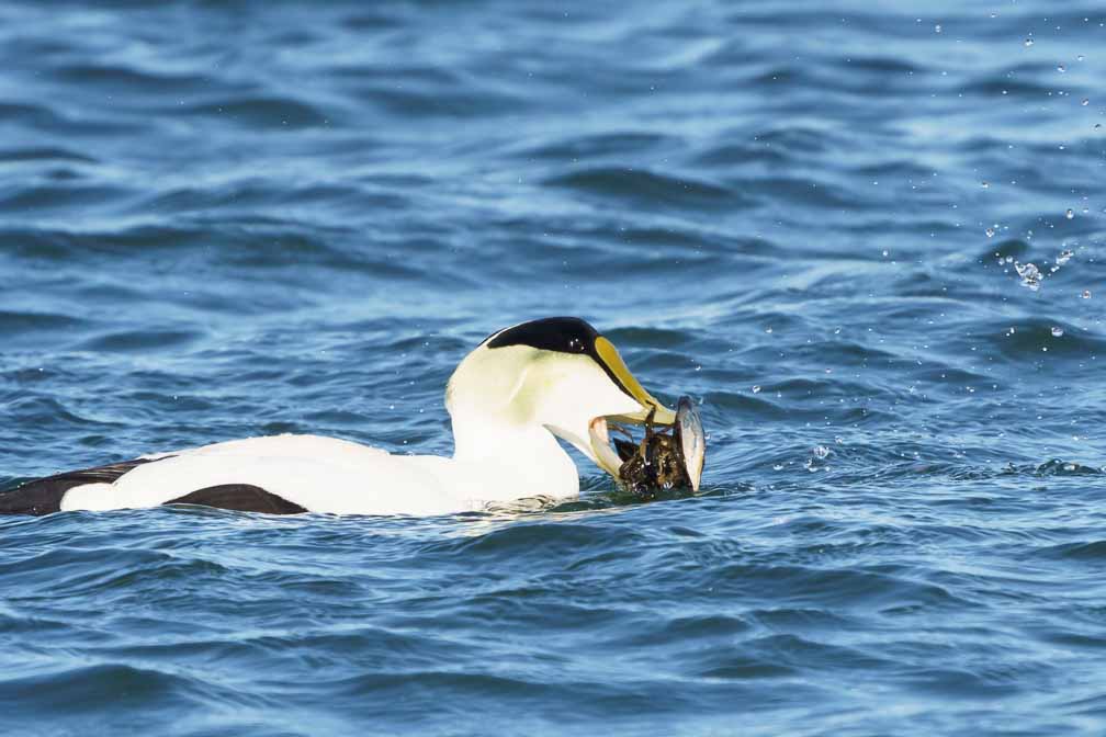 ILCE-6600  --  FE 200-600mm F5.6-6.3 G OSS -- 1/2500 sec at f / 8.0 -- ISO 1000 -- 0 EV -- 