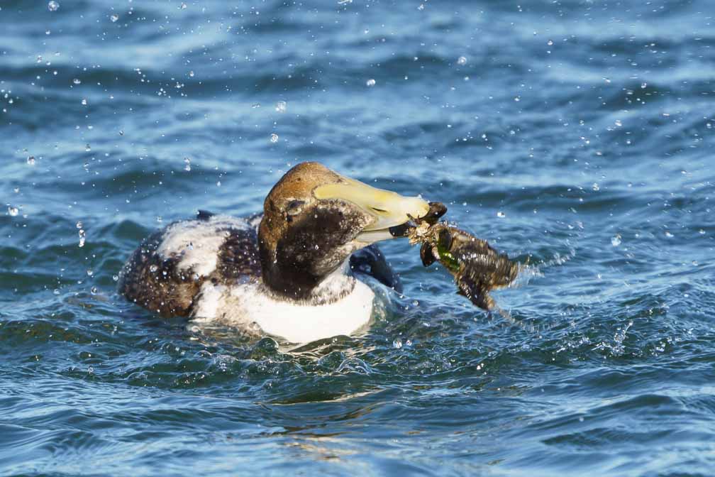 ILCE-6600  --  FE 200-600mm F5.6-6.3 G OSS -- 1/1600 sec at f / 8.0 -- ISO 1000 -- 0 EV -- 