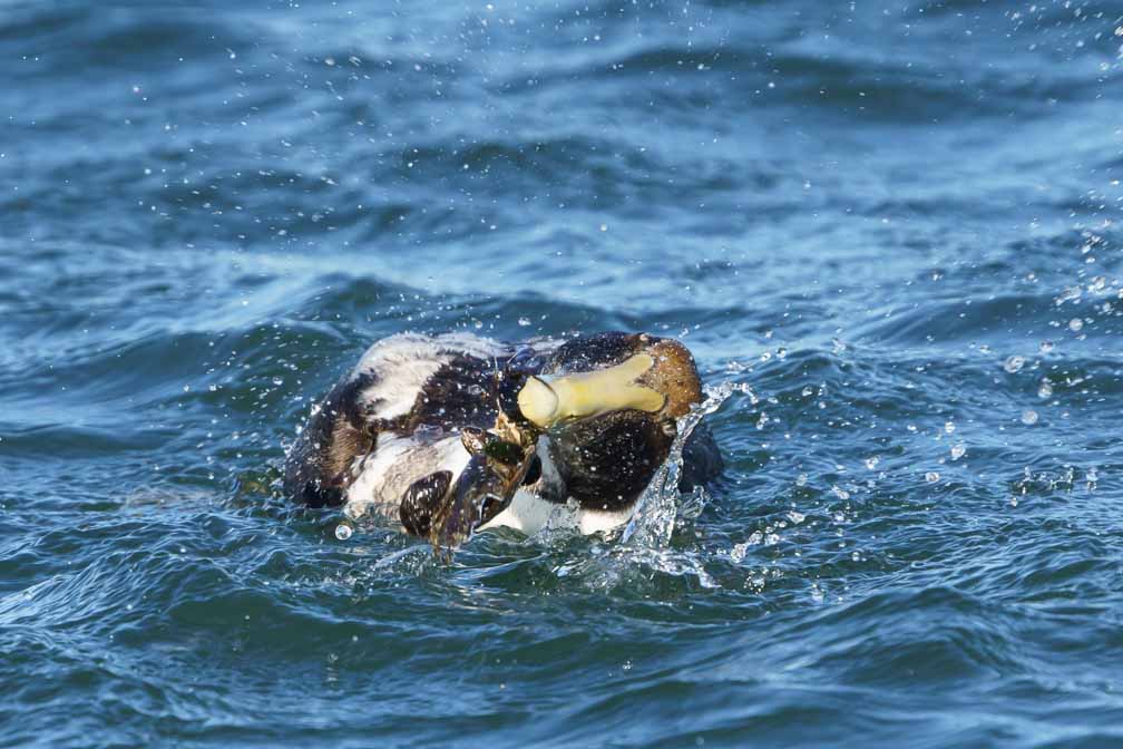 ILCE-6600  --  FE 200-600mm F5.6-6.3 G OSS -- 1/1600 sec at f / 8.0 -- ISO 1000 -- 0 EV -- 