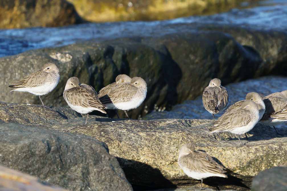 ILCE-6600  --  FE 200-600mm F5.6-6.3 G OSS -- 1/1250 sec at f / 8.0 -- ISO 1000 -- 0 EV -- 