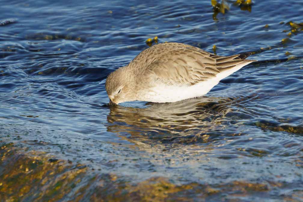 ILCE-6600  --  FE 200-600mm F5.6-6.3 G OSS -- 1/2000 sec at f / 8.0 -- ISO 1000 -- 0 EV -- 