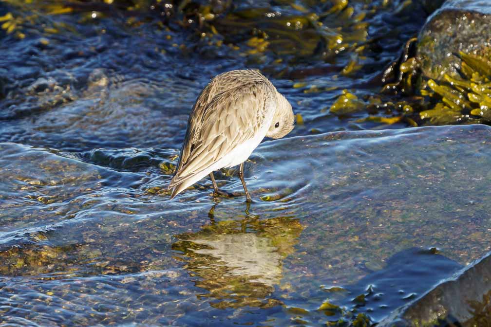 ILCE-6600  --  FE 200-600mm F5.6-6.3 G OSS -- 1/800 sec at f / 8.0 -- ISO 1000 -- 0 EV -- 