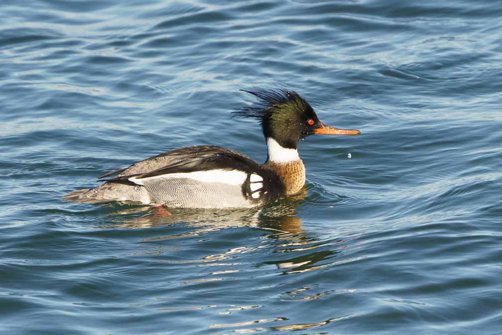 ILCE-6600  --  FE 200-600mm F5.6-6.3 G OSS -- 1/2000 sec at f / 8.0 -- ISO 1000 -- 0 EV -- 