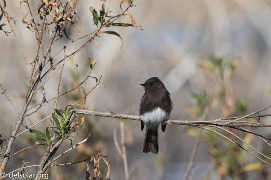 Canon EOS 7D Mark II  --  EF600mm f/4L IS II USM -- 1/2000 sec at f / 4.5 -- ISO 100 -- 0 EV -- 