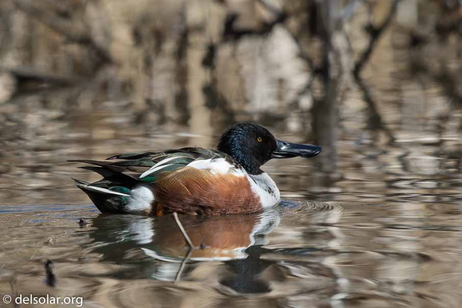 Canon EOS 7D Mark II  --  EF600mm f/4L IS II USM -- 1/800 sec at f / 4.5 -- ISO 100 -- 0 EV -- 