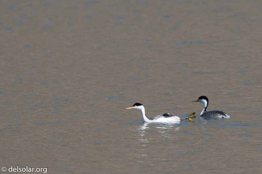 Canon EOS 7D Mark II  --  EF600mm f/4L IS II USM -- 1/1000 sec at f / 4.5 -- ISO 100 -- 0 EV -- 