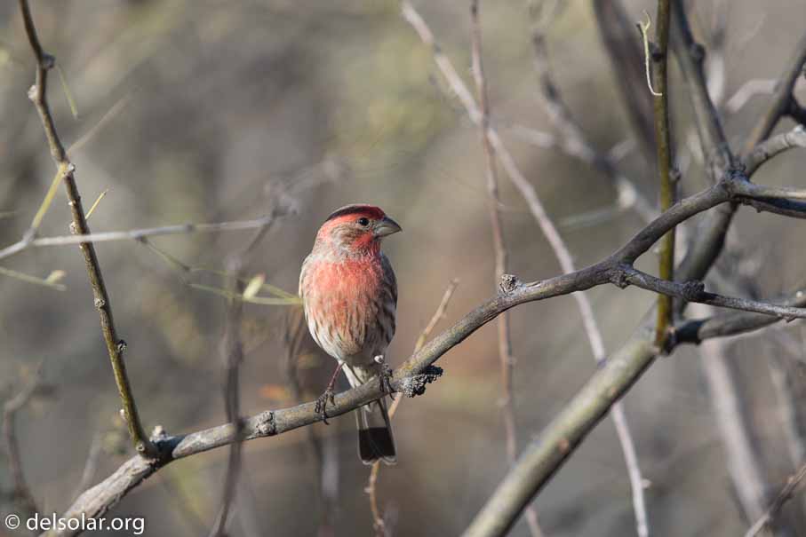 Canon EOS 7D Mark II  --  EF600mm f/4L IS II USM -- 1/400 sec at f / 5.0 -- ISO 100 -- 0 EV -- 