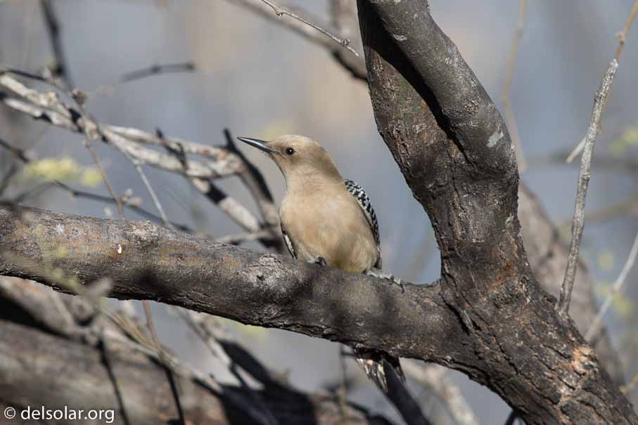 Canon EOS 7D Mark II  --  EF600mm f/4L IS II USM -- 1/800 sec at f / 5.0 -- ISO 100 -- 0 EV -- 