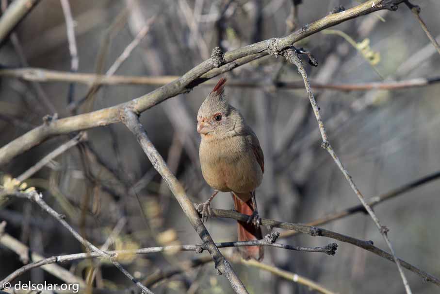 Canon EOS 7D Mark II  --  EF600mm f/4L IS II USM -- 1/200 sec at f / 5.0 -- ISO 100 -- 2/3 EV -- 