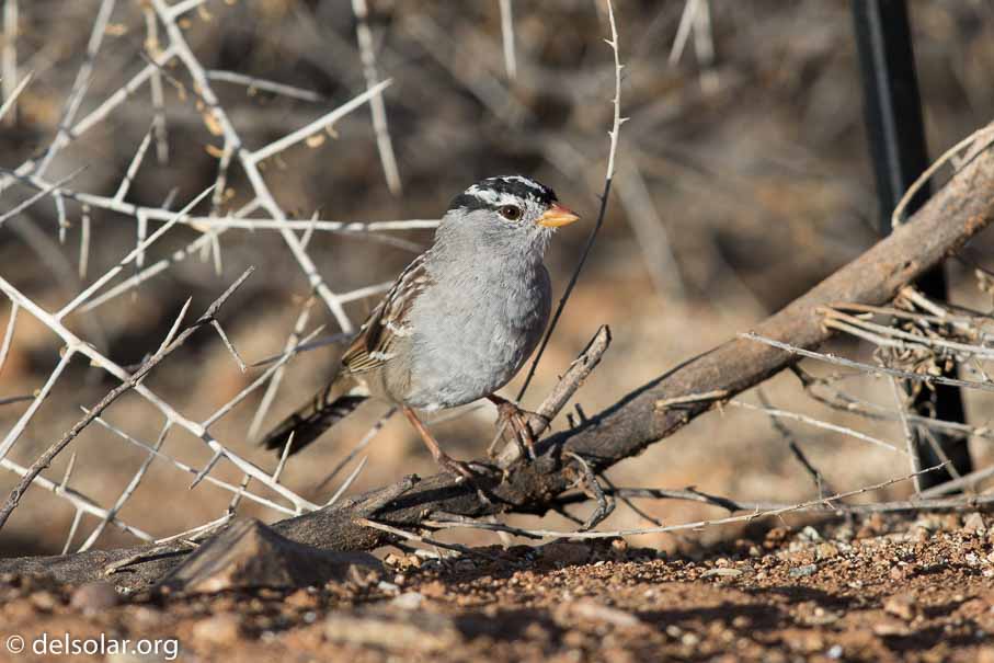 Canon EOS 7D Mark II  --  EF600mm f/4L IS II USM -- 1/640 sec at f / 5.0 -- ISO 100 -- 1/3 EV -- 