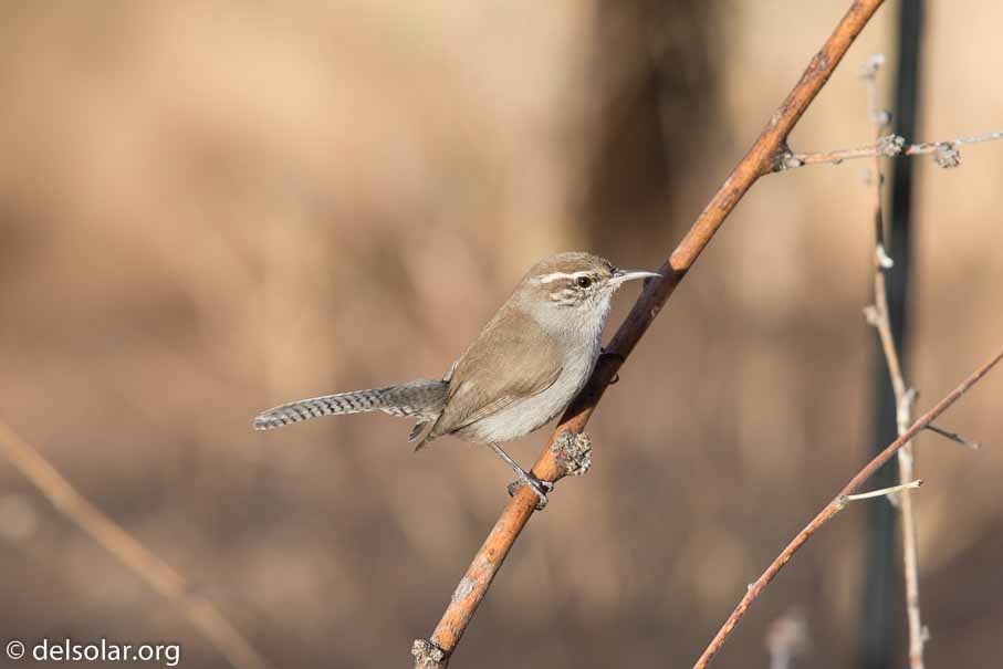 Canon EOS 7D Mark II  --  EF600mm f/4L IS II USM -- 1/500 sec at f / 5.0 -- ISO 200 -- 1/3 EV -- 