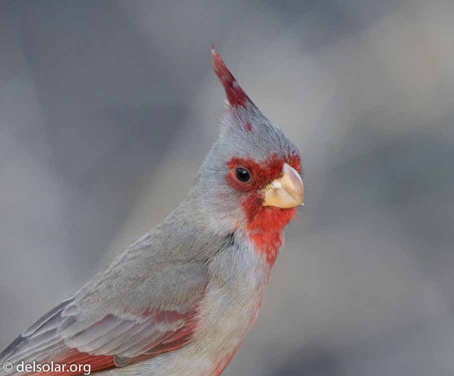 Canon EOS 7D Mark II  --  EF600mm f/4L IS II USM -- 1/250 sec at f / 5.0 -- ISO 200 -- 1/3 EV -- 