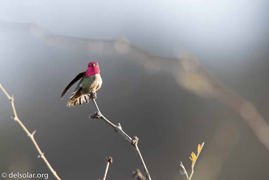 Canon EOS 7D Mark II  --  EF600mm f/4L IS II USM -- 1/160 sec at f / 5.0 -- ISO 200 -- 2/3 EV -- 