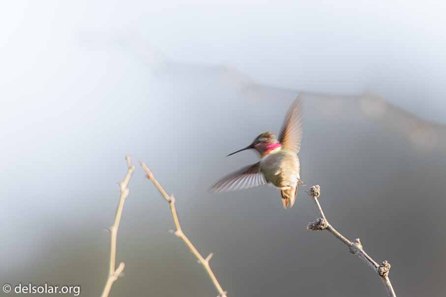 Canon EOS 7D Mark II  --  EF600mm f/4L IS II USM -- 1/200 sec at f / 5.0 -- ISO 200 -- 2/3 EV -- 