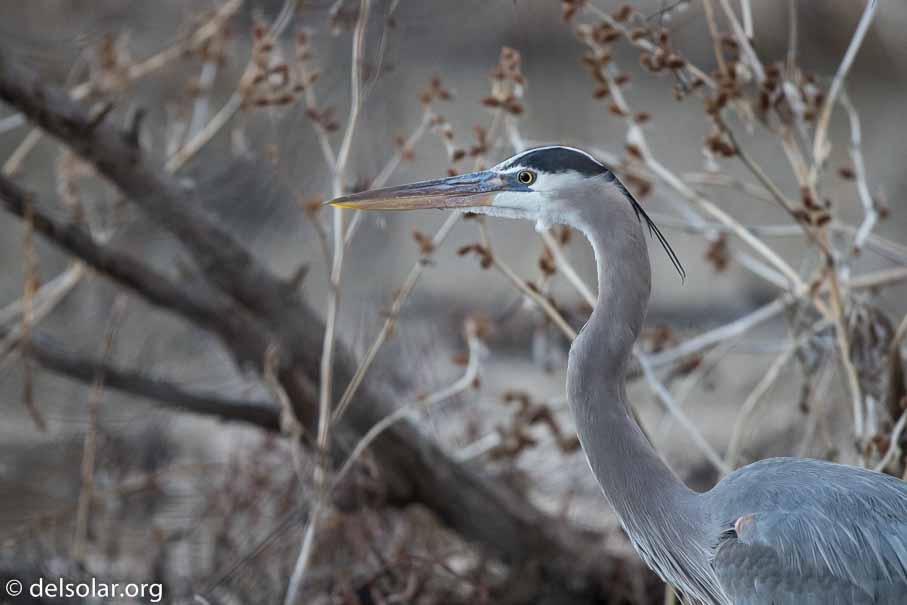 Canon EOS 7D Mark II  --  EF600mm f/4L IS II USM -- 1/800 sec at f / 4.0 -- ISO 2500 -- 1/3 EV -- 