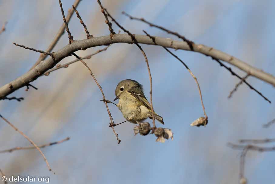 Canon EOS 7D Mark II  --  EF600mm f/4L IS II USM -- 1/4000 sec at f / 5.0 -- ISO 400 -- 0 EV -- 