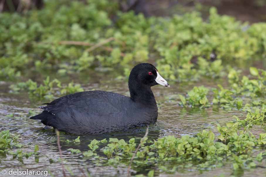 Canon EOS 7D Mark II  --  EF600mm f/4L IS II USM -- 1/500 sec at f / 5.0 -- ISO 400 -- 0 EV -- 