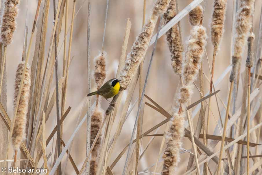 Canon EOS 7D Mark II  --  EF600mm f/4L IS II USM -- 1/2500 sec at f / 5.0 -- ISO 400 -- 0 EV -- 