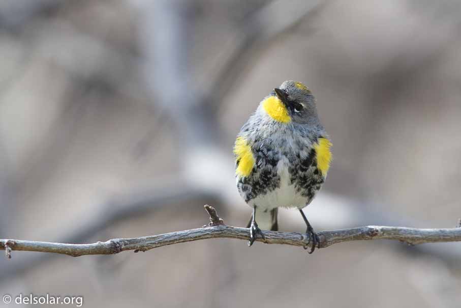 Canon EOS 7D Mark II  --  EF600mm f/4L IS II USM -- 1/200 sec at f / 5.0 -- ISO 200 -- 2/3 EV -- 