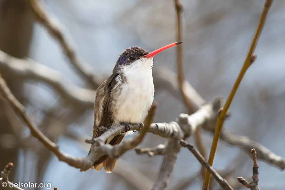 Canon EOS 7D Mark II  --  EF600mm f/4L IS II USM -- 1/160 sec at f / 4.5 -- ISO 200 -- 1 1/3 EV -- 