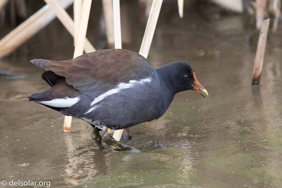 Canon EOS 7D Mark II  --  EF600mm f/4L IS II USM -- 1/250 sec at f / 4.0 -- ISO 400 -- 1 EV -- 