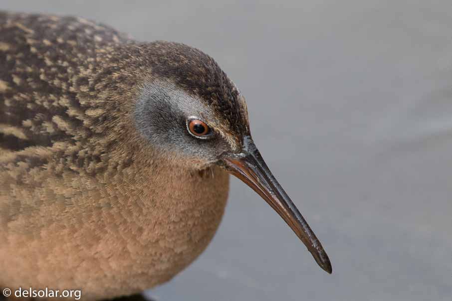 Canon EOS 7D Mark II  --  EF600mm f/4L IS II USM -- 1/640 sec at f / 4.5 -- ISO 400 -- 1/3 EV -- 