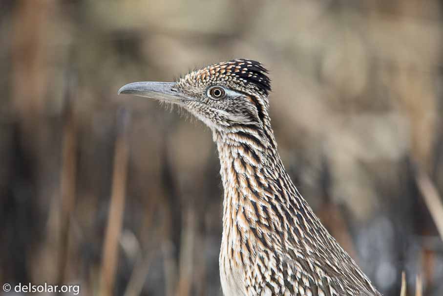 Canon EOS 7D Mark II  --  EF600mm f/4L IS II USM -- 1/1000 sec at f / 4.5 -- ISO 400 -- 1/3 EV -- 