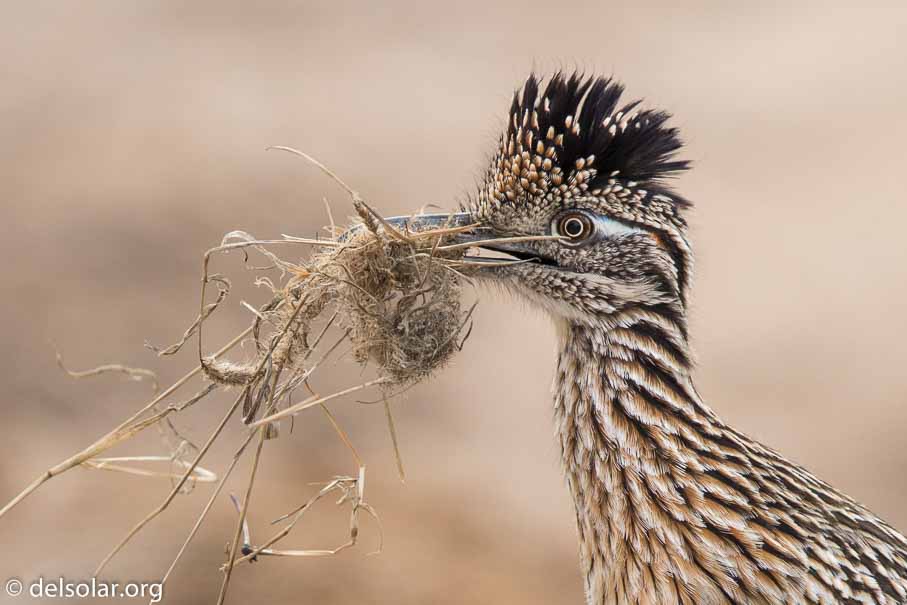 Canon EOS 7D Mark II  --  EF600mm f/4L IS II USM -- 1/2000 sec at f / 4.5 -- ISO 400 -- 1/3 EV -- 