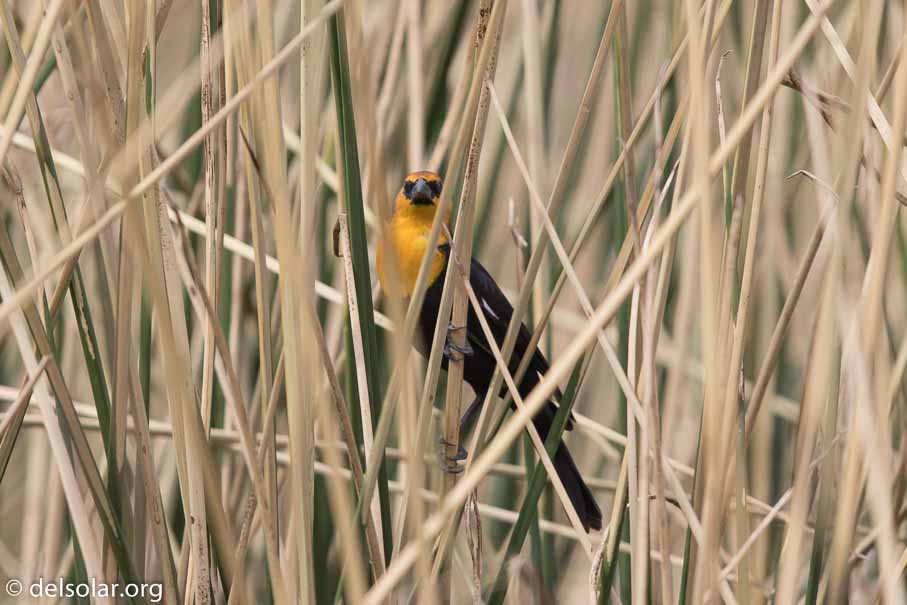 Canon EOS 7D Mark II  --  EF600mm f/4L IS II USM -- 1/2500 sec at f / 4.5 -- ISO 400 -- 1/3 EV -- 