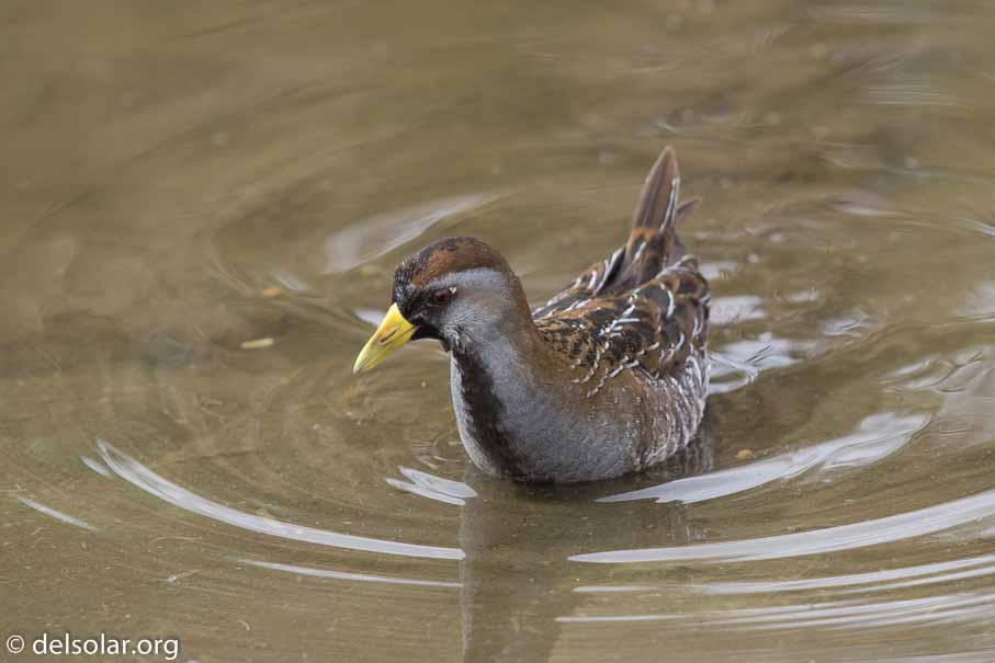 Canon EOS 7D Mark II  --  EF600mm f/4L IS II USM -- 1/800 sec at f / 5.0 -- ISO 400 -- 1/3 EV -- 