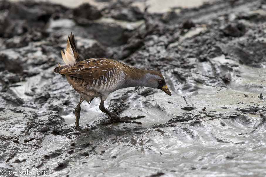 Canon EOS 7D Mark II  --  EF600mm f/4L IS II USM -- 1/2500 sec at f / 5.0 -- ISO 400 -- 1/3 EV -- 