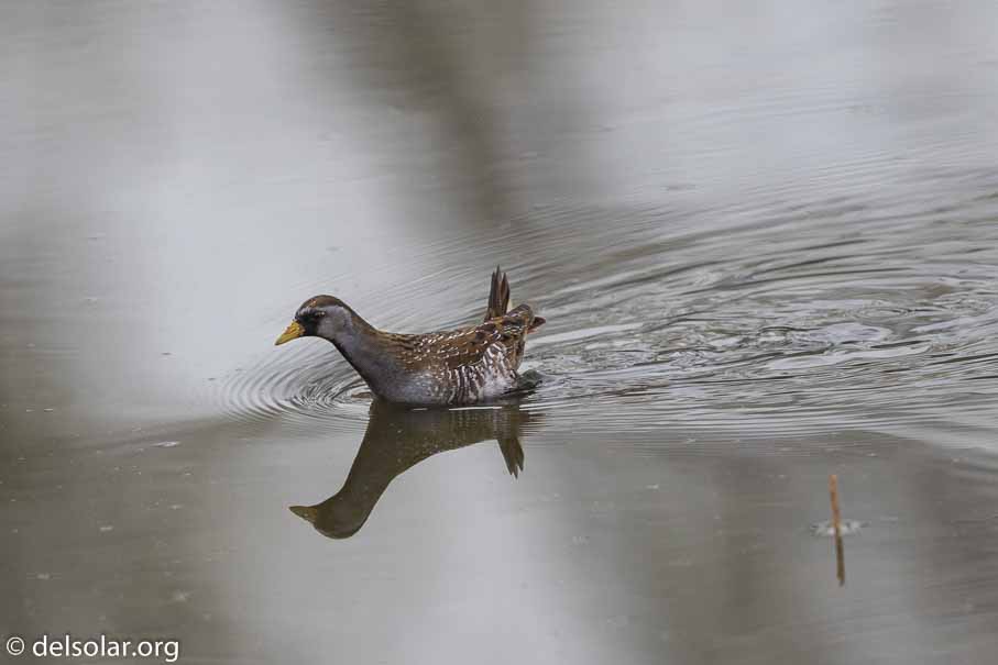 Canon EOS 7D Mark II  --  EF600mm f/4L IS II USM -- 1/2500 sec at f / 5.0 -- ISO 400 -- 1/3 EV -- 