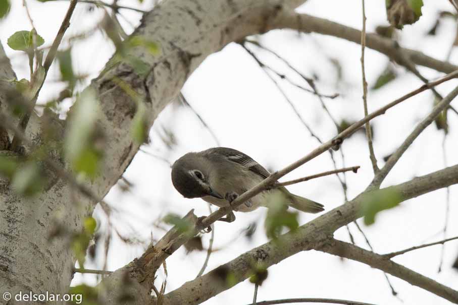 Canon EOS 7D Mark II  --  EF600mm f/4L IS II USM -- 1/6400 sec at f / 5.0 -- ISO 400 -- 1/3 EV -- 