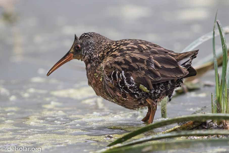 Canon EOS 7D Mark II  --  EF600mm f/4L IS II USM -- 1/1250 sec at f / 5.0 -- ISO 400 -- 1/3 EV -- 