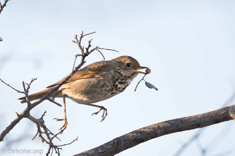 Canon EOS 7D Mark II  --  EF600mm f/4L IS II USM -- 1/2000 sec at f / 4.5 -- ISO 800 -- 1 2/3 EV -- 