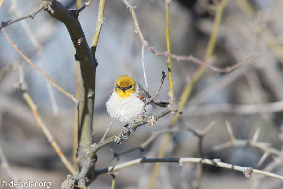 Canon EOS 7D Mark II  --  EF600mm f/4L IS II USM -- 1/640 sec at f / 5.0 -- ISO 160 -- 2/3 EV -- 