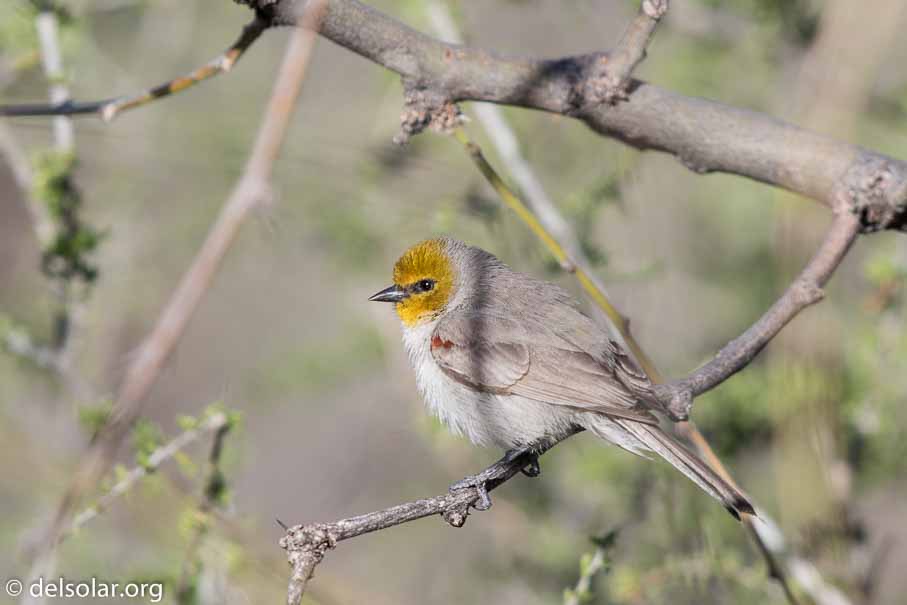 Canon EOS 7D Mark II  --  EF600mm f/4L IS II USM -- 1/800 sec at f / 5.0 -- ISO 160 -- 2/3 EV -- 