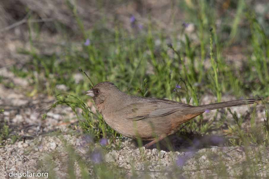 Canon EOS 7D Mark II  --  EF600mm f/4L IS II USM -- 1/2000 sec at f / 5.0 -- ISO 160 -- 0 EV -- 