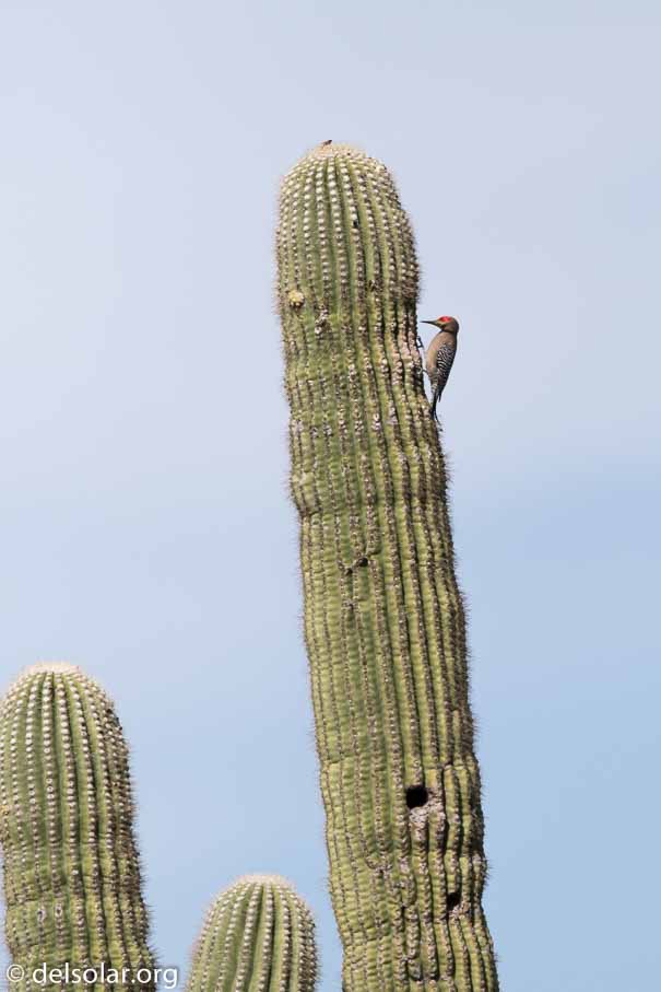 Canon EOS 7D Mark II  --  EF600mm f/4L IS II USM -- 1/5000 sec at f / 5.0 -- ISO 160 -- 0 EV -- 