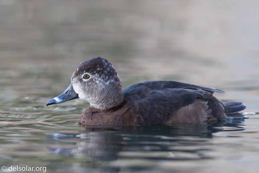 Canon EOS 7D Mark II  --  EF600mm f/4L IS II USM -- 1/125 sec at f / 5.0 -- ISO 400 -- 1/3 EV -- 