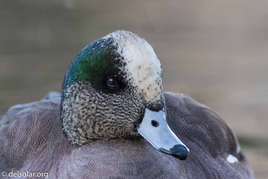 Canon EOS 7D Mark II  --  EF600mm f/4L IS II USM -- 1/500 sec at f / 5.0 -- ISO 800 -- 0 EV -- 