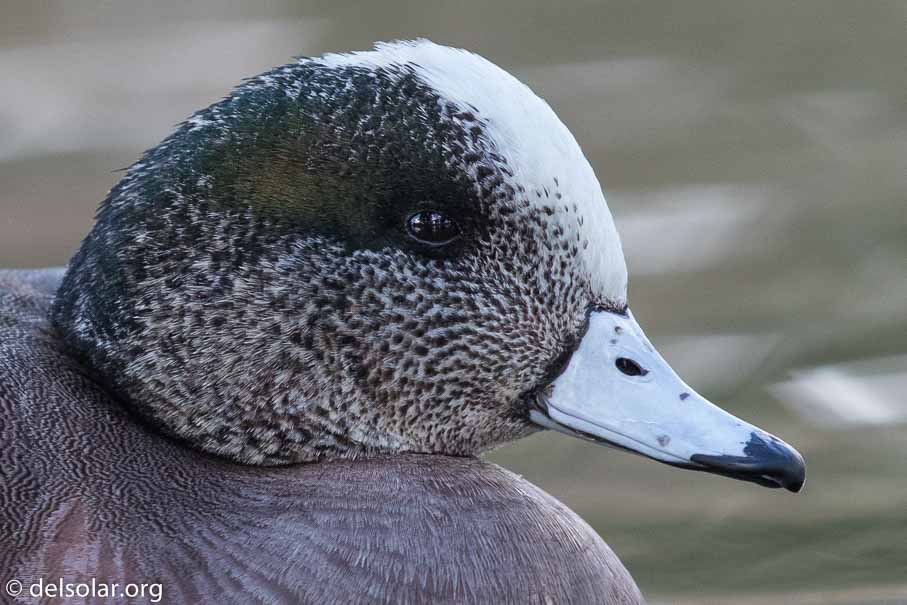 Canon EOS 7D Mark II  --  EF600mm f/4L IS II USM -- 1/500 sec at f / 5.0 -- ISO 800 -- 0 EV -- 